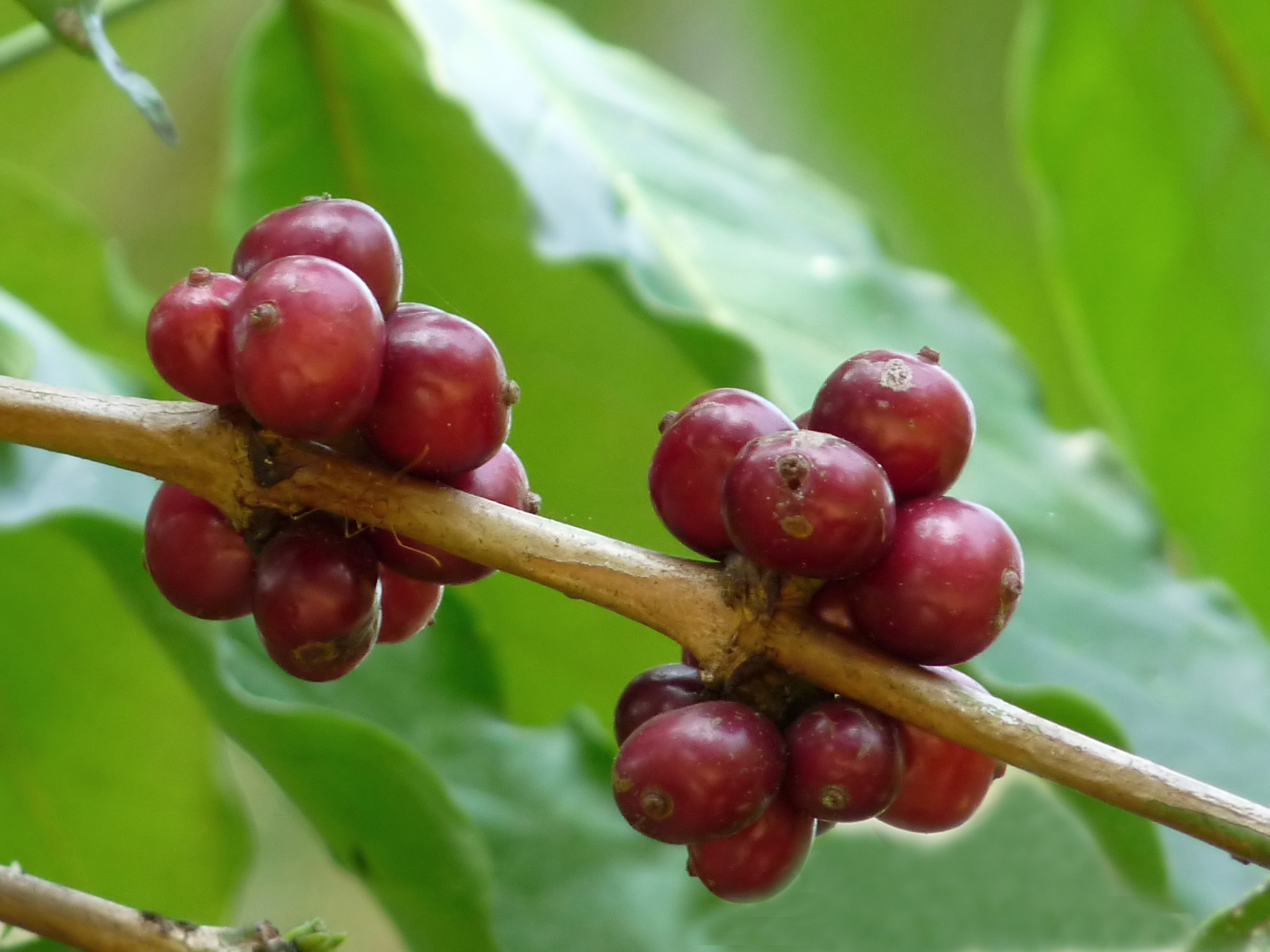 La cerise du café sur sa branche de type Robusta