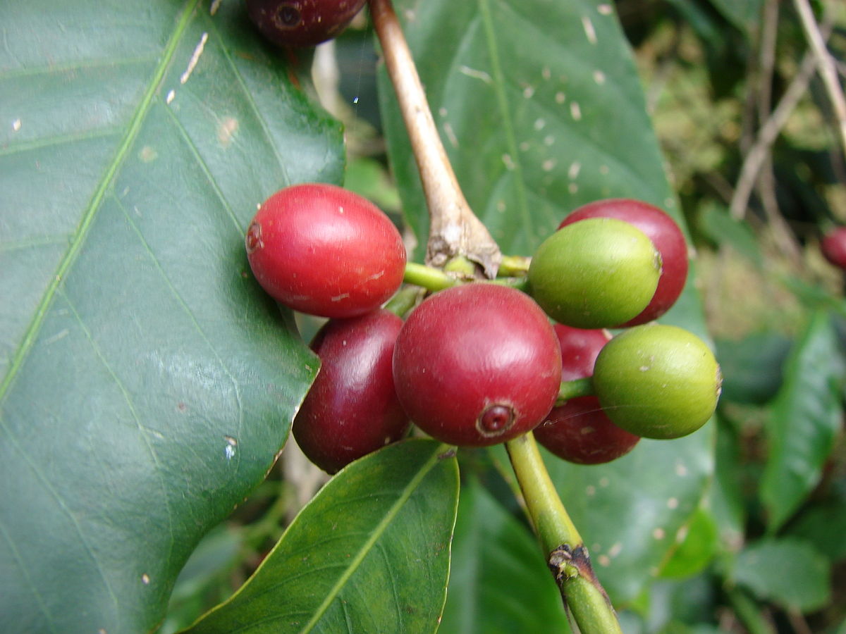 la cerise du café sur son plant de type arabica
